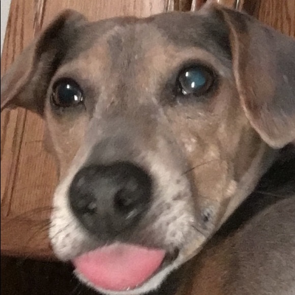 Meet your Posher, Price and my rescue babies. - Picture 2 of 8